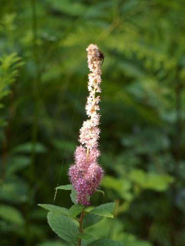 Steeple Bush (Spiraea tomentosa) flower at Springfield Mountain East Peak in southern New Hampshire