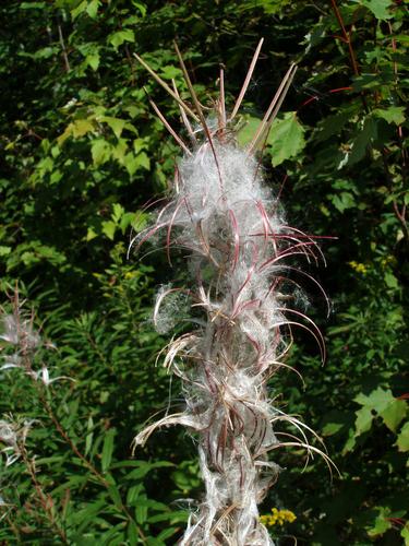 Fireweed (Epilobium angustifolium)