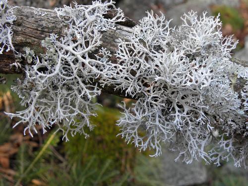 Common Antler Lichen (Pseudevernia consocians) in May on Mount Squam in New Hampshire