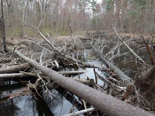 river obstruction in April at Squannacook River Wildlife Management Area in northeast Massachusetts