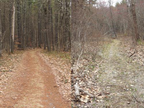 trails in April at Squannacook River WMA in northeast Massachusetts