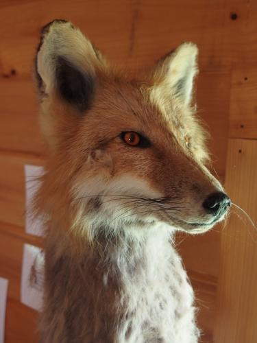 stuffed fox inside the Kent Thomas Nature Center at Mad River Glen Ski Area at Stark Mountain in northern Vermont