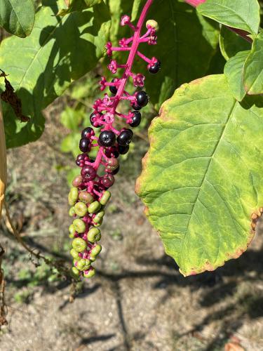 American Pokeweed (Phytolacca americana) in August at Stavros Reservation near Essex in northeast Massachusetts