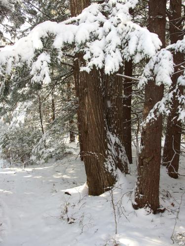 trees in January at Stearns-Lamont Forest near Rindge in southern New Hampshire