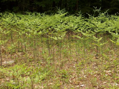 a fern patch in June that looks like a mini forest at Stonehouse Forest in southeastern New Hampshire