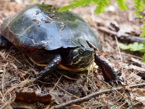Painted Turtle (Chrysemys picta) in June at Stonehouse Forest in southeastern New Hampshire