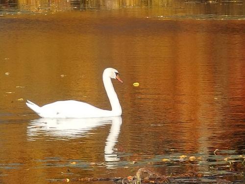 swan amidst fall-foliage reflection at Stony Brook Wildlife Sanctuary in Massachusetts
