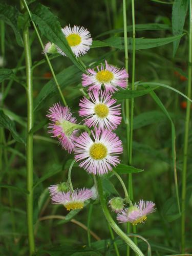 Common Fleabane flowers