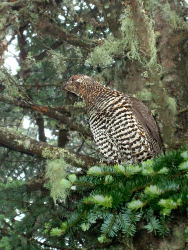 Spruce Grouse (Dendragapus canadensis) in June on Stub Hill in northern New Hampshire