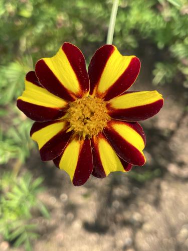 French Marigold (Tagetes patula) in September at Old Sturbridge Village in Massachusetts