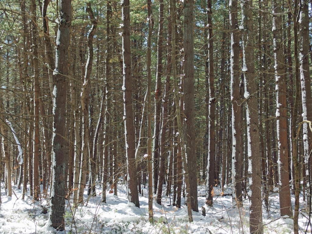 thick woods in March at Sudbury Memorial Forest in eastern Massachusetts