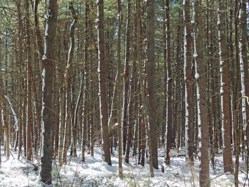 thick woods in March at Sudbury Memorial Forest in eastern Massachusetts