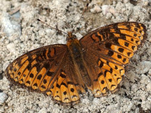 Fritillary (Speyeria...) butterfly in August at Sugar Mountain in northern New Hampshire