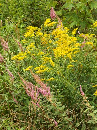 goldenrod at Sugar Mountain in northern New Hampshire