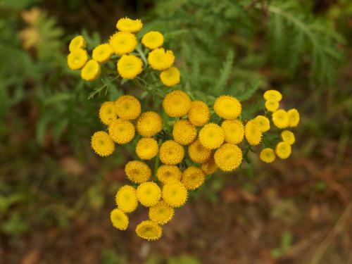 Tansy (Tanacetum vulgare) in August on Sugar Mountain in northern New Hampshire