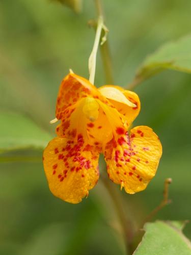 Spotted Touch-me-not (Impatiens capensis) at Sugar Mountain in northern New Hampshire