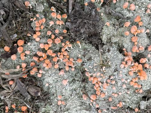 mushrooms in April at Sugar Hill in western NH