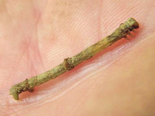probably: Straw Besma (Besma endropiaria) caterpillar