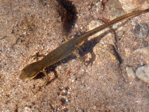 aquatic salamander in Goose Pond below Sugarloaf Mountain near Newfound Lake in New Hampshire