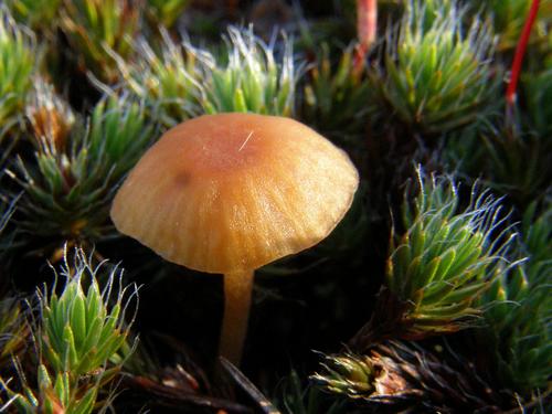 tiny mushroom, perhaps Hygrocybe laeta