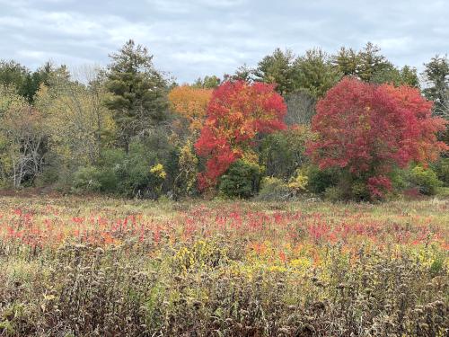 fall color in October at Surrenden Farms in northeast MA