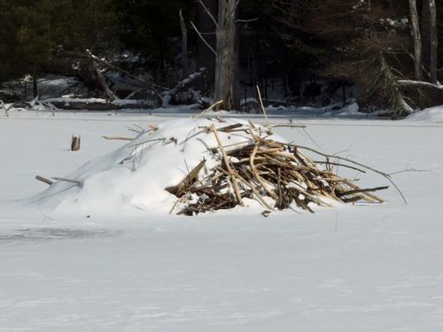 frozen beaver lodge in February at Howard Swain Memorial Forest in southern New Hampshire