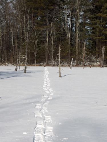 snowshoe tracks on a pond at Howard Swain Memorial Forest in southern New Hampshire