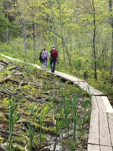 Wren, Talia and David walk by a beaver dam on a boardwalk near Sweet Trail in southeastern New Hampshire