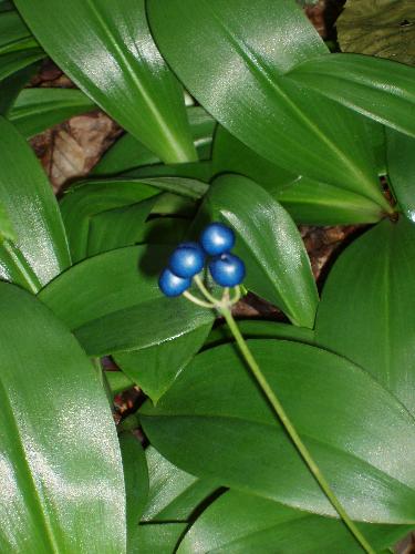 Blue Bead Lily berries