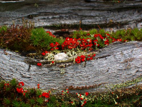 British Soldiers (Cladonia cristatella) in July on the trail to Table Mountain in New Hampshire
