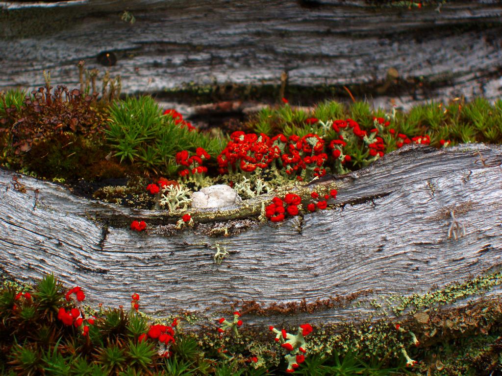 British Soldiers (Cladonia cristatella) in July on the trail to Table Mountain in New Hampshire