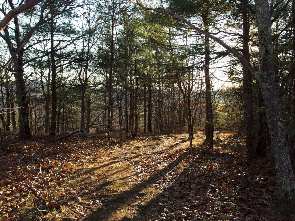 late-day lighting in November on the trail to Temple Mountain in southern New Hampshire