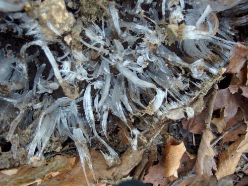 needle ice in November along the trail to Temple Mountain in southern New Hampshire