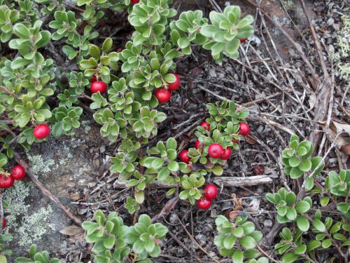 Mountain Cranberry (Vaccinium vitis-idaea) on Teneriffe Mountain in New Hampshire