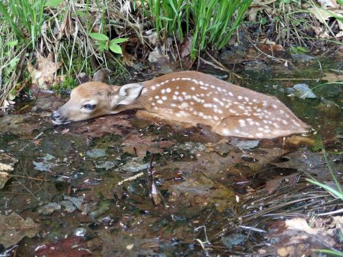  fawn playing possum in May in a trailside puddle at Tetreault Park near Rindge in southern New Hampshire