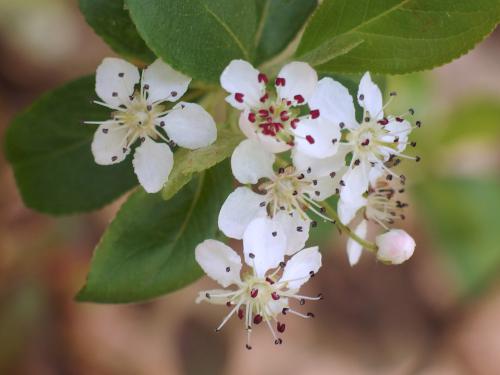 Red Chokeberry (Aronia arbutifolia) in May at Thanksgiving Forest near Chelmsford in northeastern Massachusetts