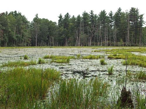 swamp at Throne Hill Area in eastern Massachusettss