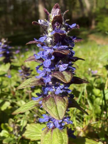 Carpet Bugle (Ajuga reptans) in May near Tinker Road in southern New Hampshire