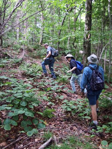 John, Elaine and Lance bushwhack uphill through mostly-open woods