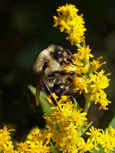 a busy bee gobbles goldenrod alongside the Robert Frost Trail to Mount Toby in western Massachusetts