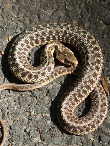 Garter Snake in June on the way to Todd Mountain in northwestern Massachusetts