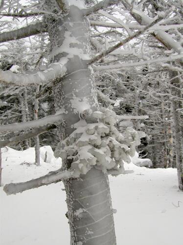 ice-coated tree on Mount Tom in New Hampshire