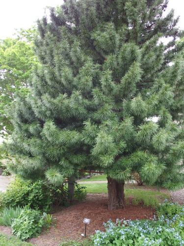 Japanese Umbrella Pine (Sciadopitys verticillata) at Tower Hill Botanic Garden in eastern Massachusetts