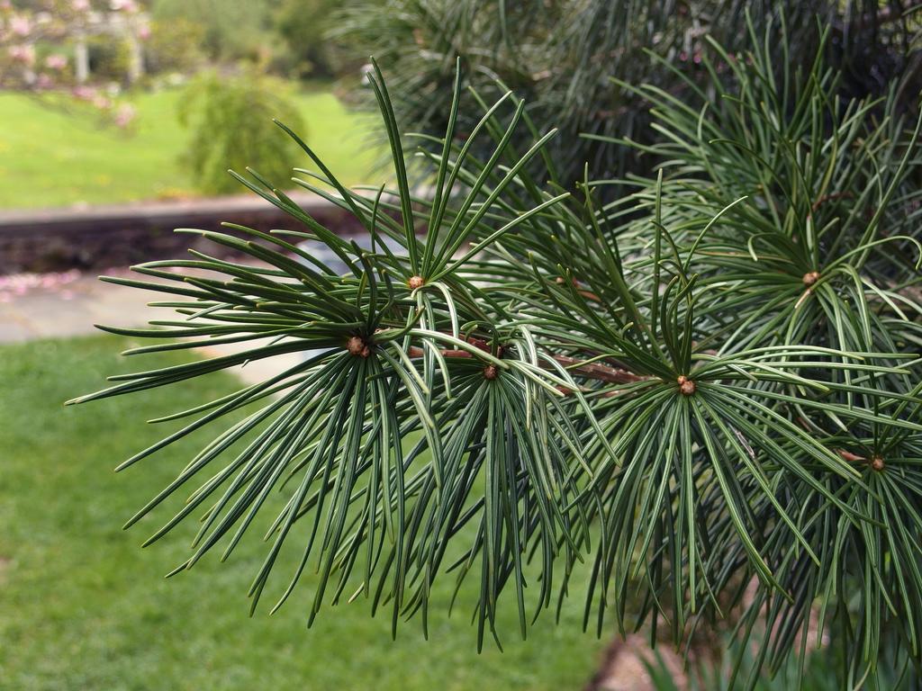 Japanese Umbrella Pine (Sciadopitys verticillata) at Tower Hill Botanic Garden in eastern Massachusetts