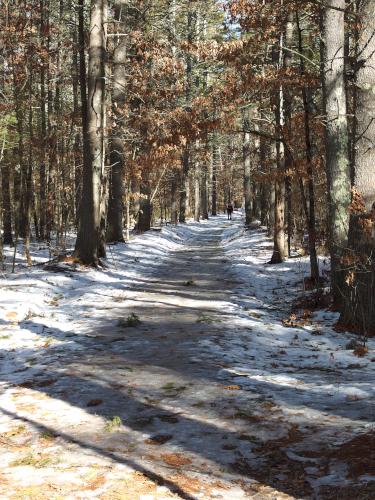 trail in March at Townsend State Forest in northeast Massachusetts