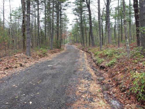 trail in March at Townsend State Forest in northeast Massachusetts