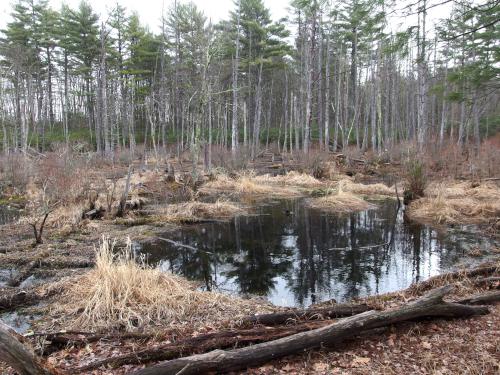 swamp in March at Townsend State Forest in northeast Massachusetts