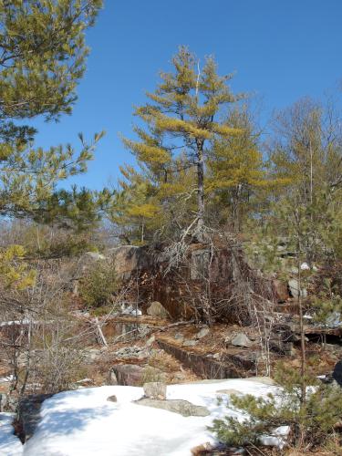 pine tree atop quarry rocks in March at Townsend State Forest in northeast Massachusetts