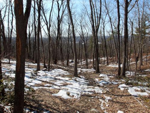 woods in March at Townsend State Forest in northeast Massachusetts