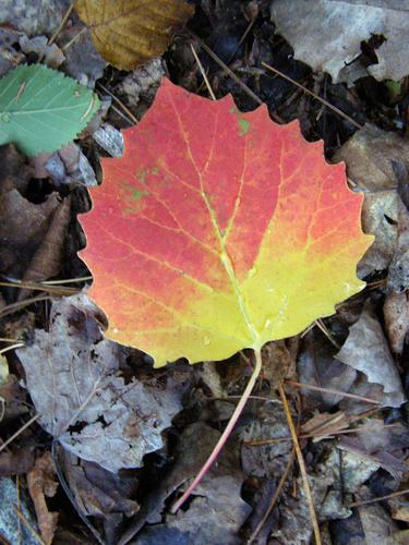 Bigtooth Aspen leaf (Populus grandidentata) in September on Traveler Mountain in northern Maine